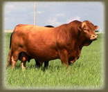 Gelbvieh Cattle For Export