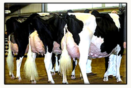Holsteins Sent to Mexico 2011