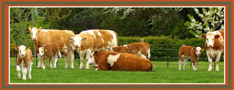 Simmental Cattle For Sale